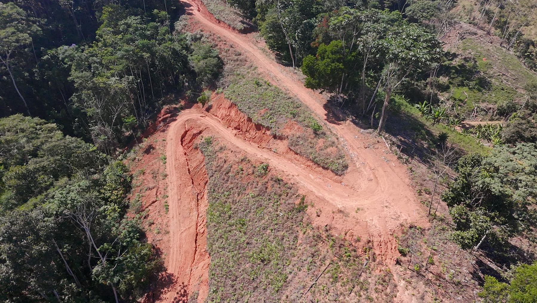 Camino de tierra roja entre la selva