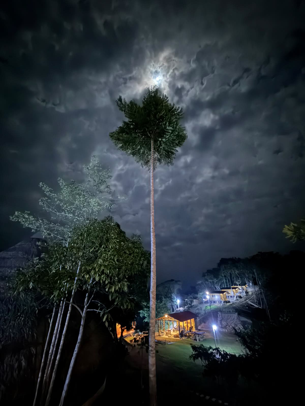 Palmera bajo la luna
